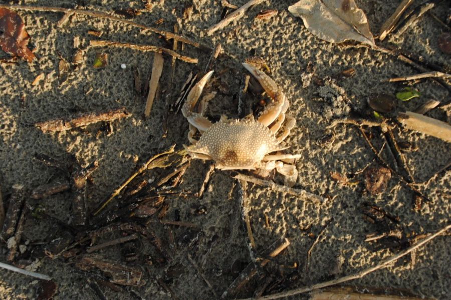 DSC0236