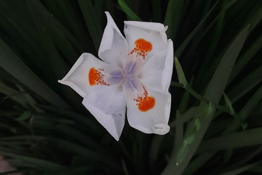 55-cp-flor